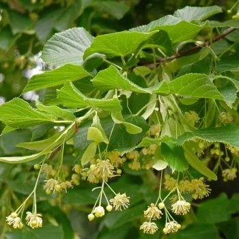 LIPA SZEROKOLISTNA miododajna - sadzonki 80 / 120 cm